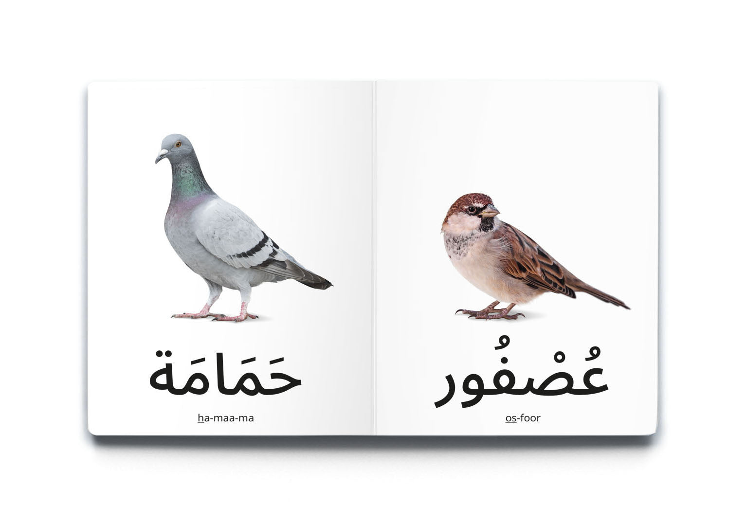 books to learn arabic