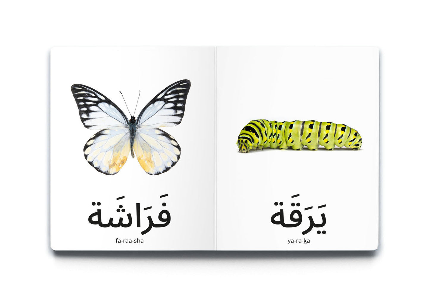 My First Words - Insects (الحَشَرَات)
